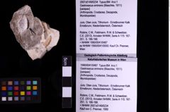 Foto (Objekt + Etiketten) von Gastrosacus eminens (Blaschke, 1911) (NHMW-GEO-1990-0041-0487)